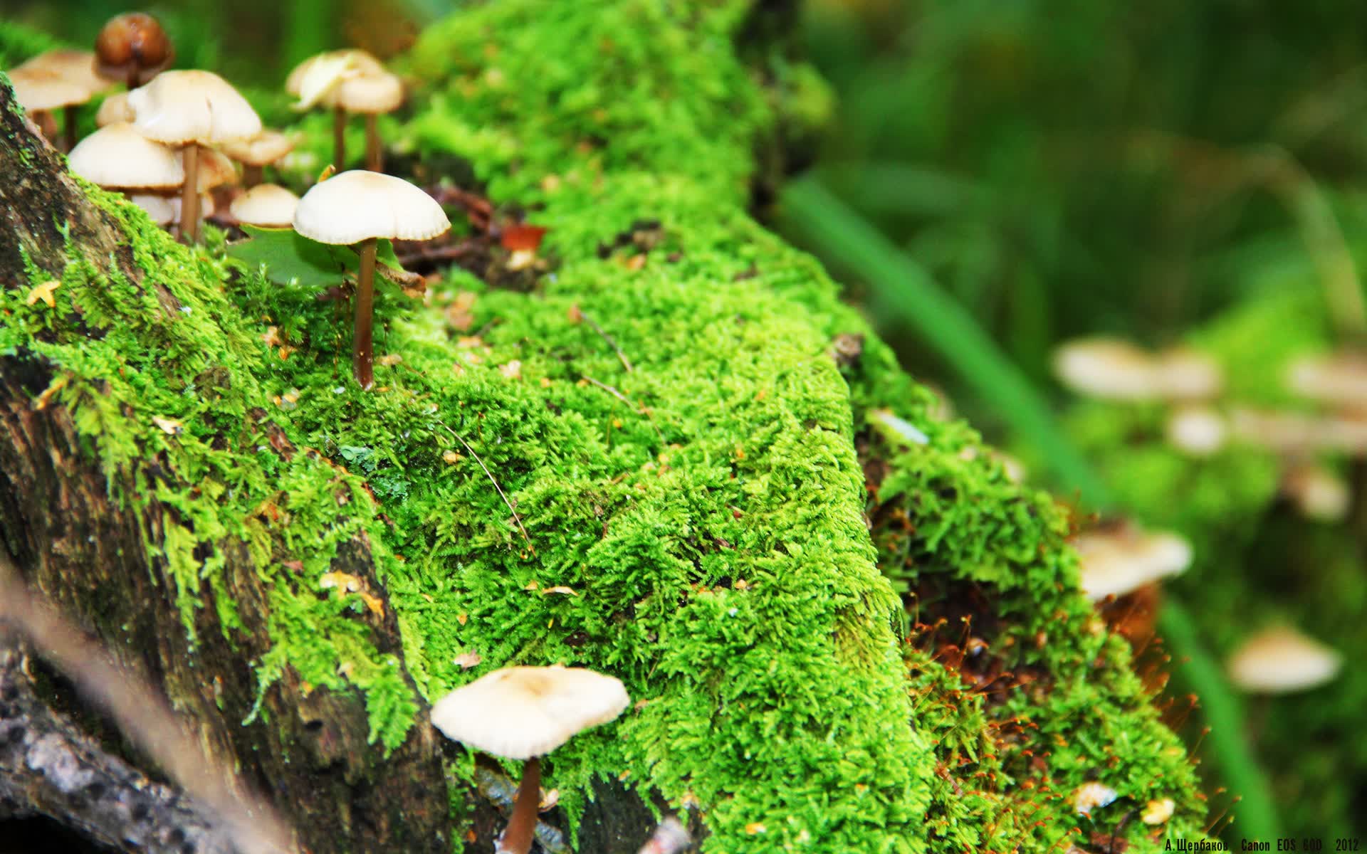 世界举重公开赛赛后志愿者成长计划扩展,举重世界大赛